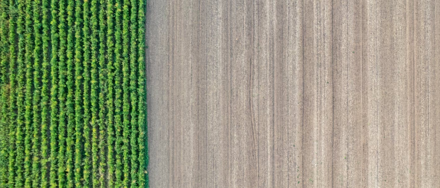 Dronă agricolă împrăștiind îngrășăminte pe câmp